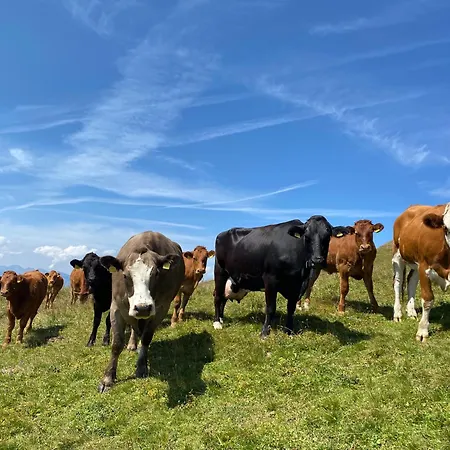 Appartement Flat In Sur Ollon, Gamat, For 4 With Two Double Beds *